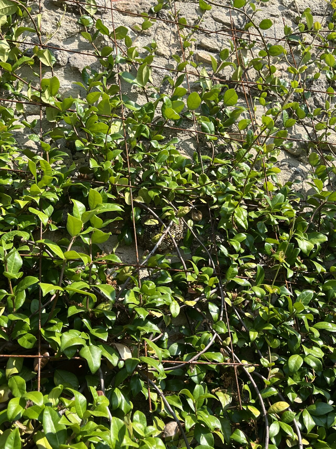 Nid de guêpes caché dans une haie de jasmin à Bonnieux