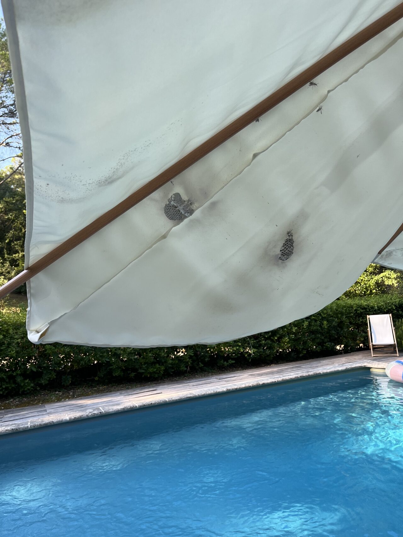 Nid de guêpes installé sous un parasol à L'Isle-sur-la-Sorgue