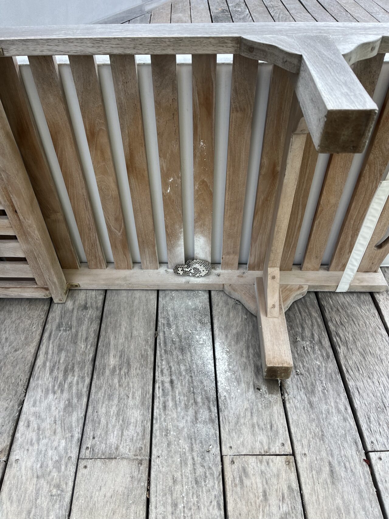 Nid de guêpes installé sous un transat près d'une piscine à Fontaine-de-Vaucluse