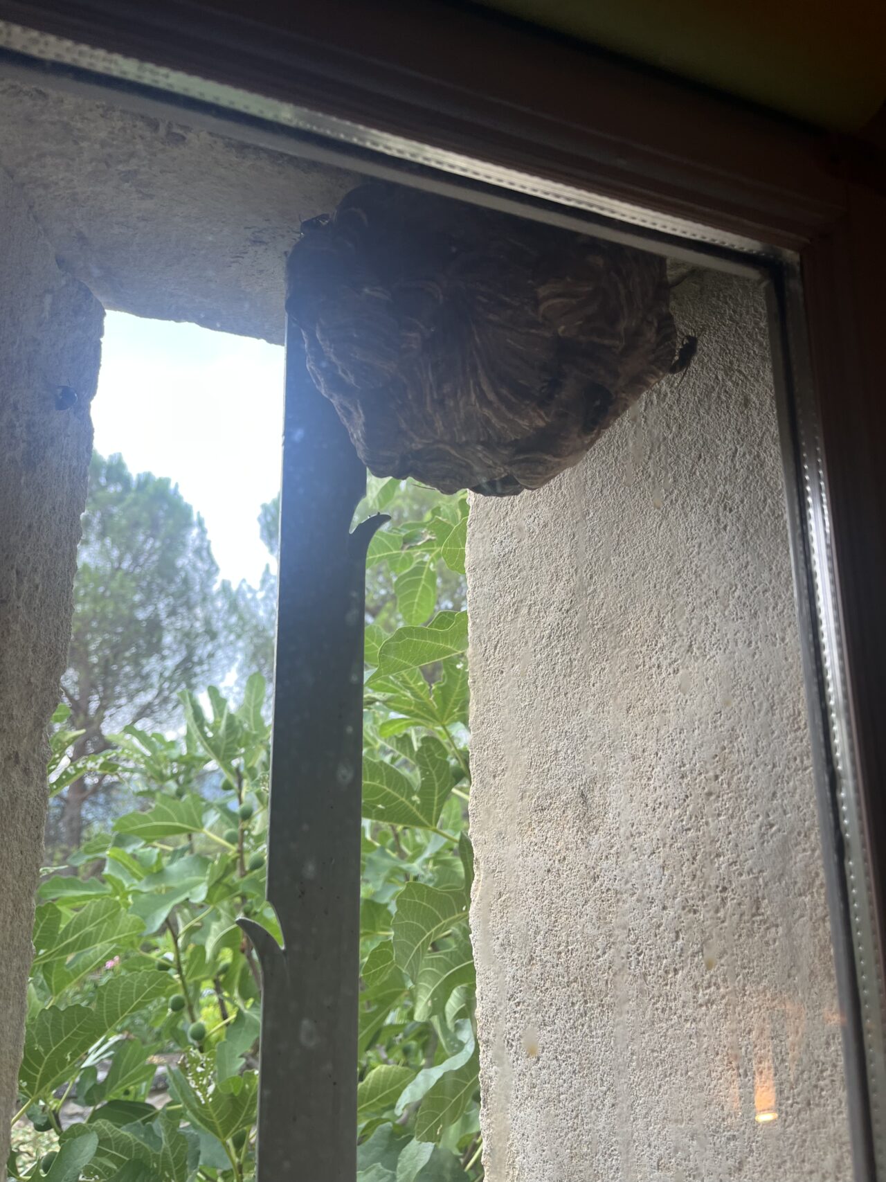 Nid de frelons installé dans un encadrement de fenêtre à Gordes dans le Vaucluse
